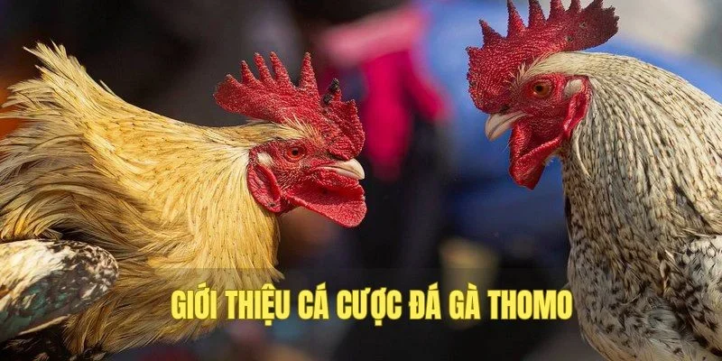 Giới thiệu đá gà Thomo hấp dẫn