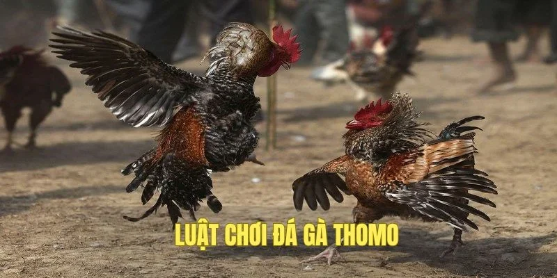 Nắm rõ về luật lệ đá gà Thomo mới nhất