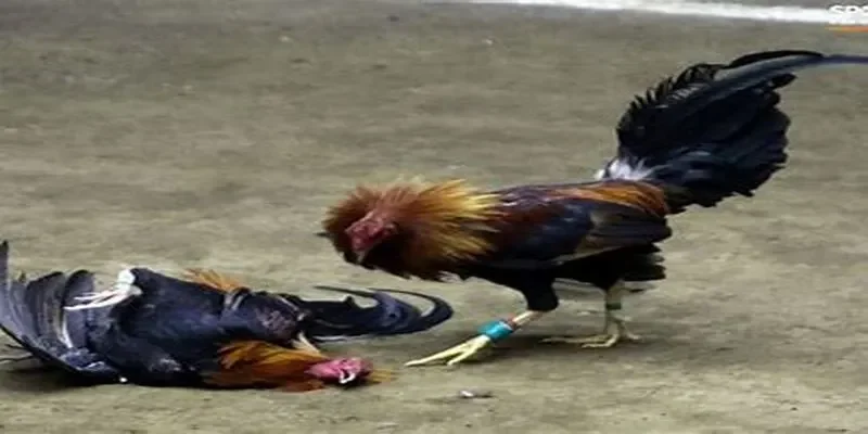 Quy tắc đá gà trực tiếp mà bạn nên hiểu rõ